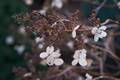 Hydrangea paniculata Kyushu IMG_8449 Hortensja bukietowa